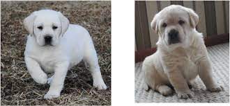 We breed the white labrador with the intention of maintaining the labrador standard; Maple Creek Labrador Retrievers About Our Kennel