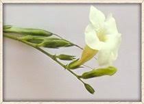 Image result for Secamone parvifolia