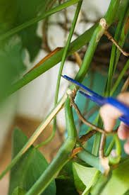 Diy Faire Des Boutures De Monstera Mango And Salt Faire Une Bouture Monstera Boutures