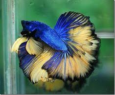 Choose your path collecting all 421 cyberpunk 2077 hd wallpapers and background images. 84 Ide Kosan Betta Ikan Cupang Ikan Betta