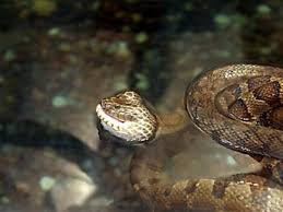 • docile as adults, but aggressive as hatchlings. Common Health Problems For Pet Snakes Pethelpful By Fellow Animal Lovers And Experts