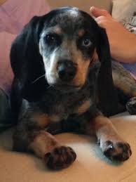 Black And Tan Beaglier Blue Tick Beagle Blue Tick Beagle Beagle Puppy Beagle Dog