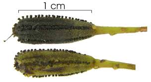 Image result for Pisonia aculeata