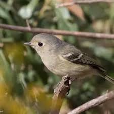 Image result for Wahlenbergia huttonii