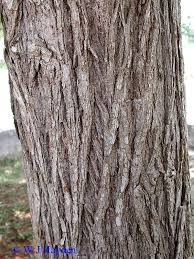 Image result for Cordia millenii