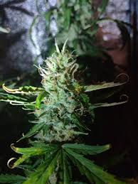 3 seeds per pack €32.00; Blueberry Cookies Auto Garden Of Green Strain Info Growdiaries