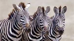 Hd Wallpaper Zebra Download Zebras Zebra Wallpaper Zebra