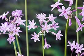 Image result for Tulbaghia cameronii