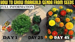How To Grow Marigold From Seeds With Full Updates Youtube Growing Marigolds Planting Marigolds Garden Care