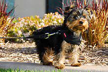 The official yorkshire terrier clubs, along with breeders who show yorkies in the conformation ring, assert that the only correct colors are tan or gold interestingly, when yorkshire terrier puppies are born, they're black and tan. Yorkshire Terrier Wikipedia
