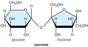 Disaccharides Structure Function Examples List