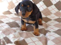 Hours may change under current circumstances Dachshund Puppies For Sale Indiana Petsidi