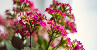 A complete list of indoor flowers witch for those who want to plant these flowers we recommend to use a dry and slightly acid soil. The Best Indoor Flowering Plants To Brighten Up Your Home Life S Dirty Clean Easy