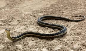 Eastern Garter Snake Chesapeake Bay Program