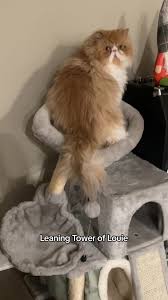 Big boi Louie #persiancat #fatcat #cutecat #bigboy