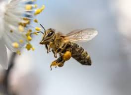 What To Do When Your Dog Is Stung By A Bee - Cottage Vet Clinic