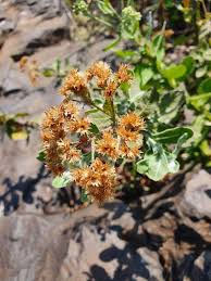 Image result for Pluchea ovalis