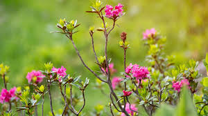 You can also upload and share your favorite free free spring backgrounds desktop. Spring Zoom Background Images Free Flowers Virtual Meeting Backgrounds