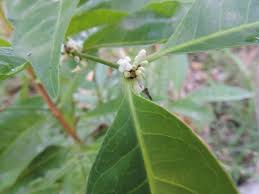 Image result for Polysphaeria multiflora