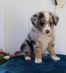Find the perfect collie puppy for sale in pennsylvania, pa at puppyfind.com. Collie Mix Dog For Sale