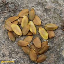 Image result for Peltophorum africanum