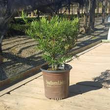 Menu + × expanded collapsed. Southern Living Plant Collection 2 5 Qt Plum Yew Yewtopia Live Evergreen Shrub Dark Green Needled Foliage 08071 The Home Depot Southern Living Plant Collection Plum Yew Plants