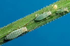 Image result for Anadelphia