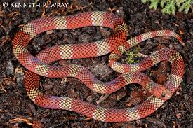 Black And Orange Striped Snake Florida Micrurus Langsdorffi Langsdorff S Coral Snake Or Confused Coral Snake Snake Coral Snake Beautiful Snakes