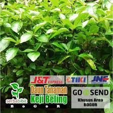 Maybe you would like to learn more about one of these? Bibit Pohon Daun Keji Beling Hijau Tanaman Pecah Beling Obat Herbal Shopee Indonesia