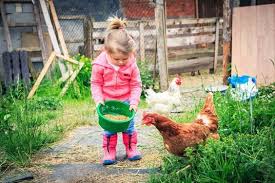Huhnerhaltung Im Garten Tipps Fur Anfanger Huhnerhaltung Im Garten Huhner Haltung Huhner Im Garten