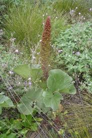 Image result for Gunnera perpensa