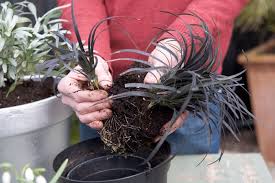 Image result for Ophiopogon