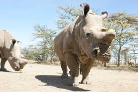 The northern white rhino formerly ranged over parts of northwestern uganda, southern south sudan, the eastern part of central african republic, and northeastern democratic republic of the congo. Scientists Have Successfully Created Embryos Of The Northern White Rhino