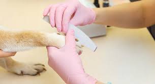 Last but not least on our list of the best dog nail grinders is a product brought manufactured by furminator, a manufacturer renowned for their wide variety of pet grooming and cleaning tools for different animals alike. Best Dog Nail File To Keep Your Dog S Nails Healthy