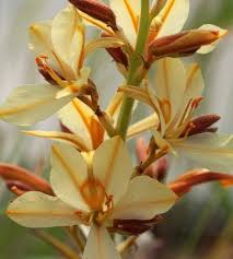 Image result for Wachendorfia