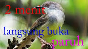 We did not find results for: Pancingan Ciblek Kristal Mp3 Storymusik