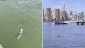 Three Dolphins Spotted In New York City S East River Daily Mail Online