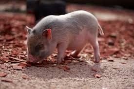 8 facts about teacup pigs that arent so cute