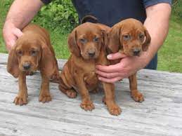 Check spelling or type a new query. I Love These Redbone Pups Hound Puppies Coonhound Puppy Redbone Coonhound