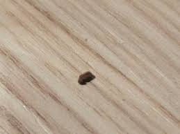 Um die insekten zielgerichtet bekämpfen zu können, ist es wichtig, den käfer zu bestimmen.im folgenden werden die wichtigsten käfer, die ins haus gelangen können. Kleine Braune Mini Kafer In Der Wohnung Gibt Es Eine Einfache Bekampfung Insekten
