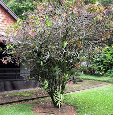 Image result for Ixora seretii