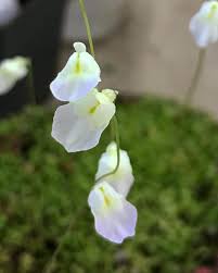Image result for Utricularia livida