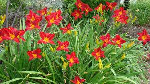 You can quickly turn your engagement photos into a photo gallery and add important details about wedding events, your wedding party, wedding registry and even wedding day faqs like dress code—in a heartbeat. Daylily Red Volunteer Hemerocallis Fiery Red And Light Yellow Blossoms Blooms In July August Exposition Sunshine Wallpapers13 Com