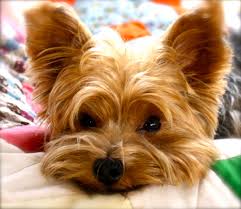 So Sweet My Eldelry Aunt Had A 16 Year Old Yorkie That Was So Sweet Her Evil Daughter Took It From Her And Put It To Slee Yorkie Moms Yorkie Yorkie Terrier