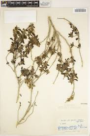 Image result for Leucas capensis