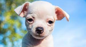 Dog cat our sites home all dog breeds dog wallpapers top stories quick links smartest dogs ranked cute puppy names dog breeds quiz ask a vet online talk to verified veterinarian now. White Dog Breeds 31 Big Small Pups With Short Or Fluffy Coats