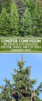 The Best Pine Fir And Spruce Identification Guide