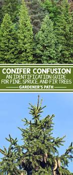 the best pine fir and spruce identification guide