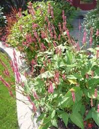 Image result for Gynura amplexicaulis