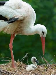 Baby Bird With Large Beak Pin By Slnchevo Potoche On Storks Baby Stork Stork Beautiful Birds